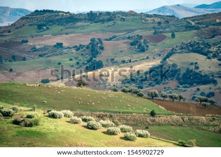 landscape of sicilian outback with a flock of sheep