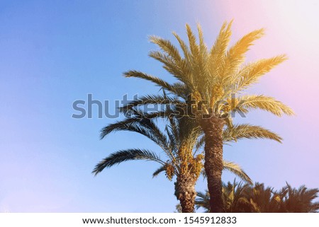 Palm trees, tropical nature sunny day