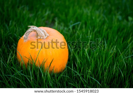 Pumpkin on the grass in the garden