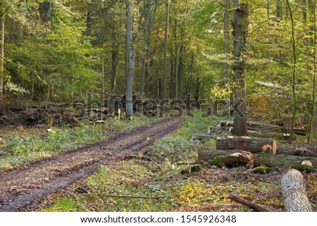Forestry and logging. Forest landscape in autumn