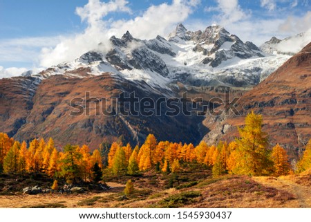 The golden fall colors of larch forests blend beautifully with the snowy Matterhorn glaciers in Switzerland, over the valley of the resort town of Zarmat