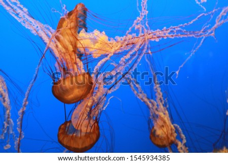 Orange deepsea jellyfish underwater wildlife picture
