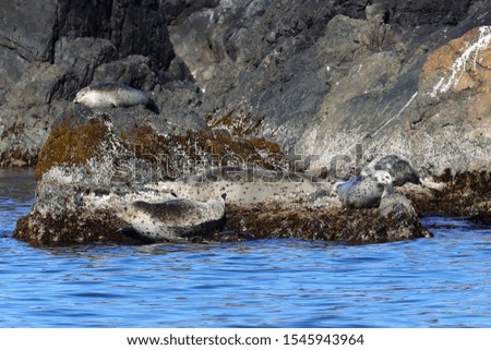 Seals (spotted seal, largha seal, Phoca largha) sleeping on coastal rocks. Wild spotted seal sanctuary. Calm blue sea, wild marine mammals in nature.