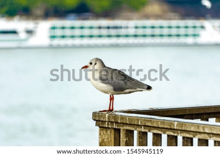 A seagull sits on a railing on the banks of the Rhine in Cologne