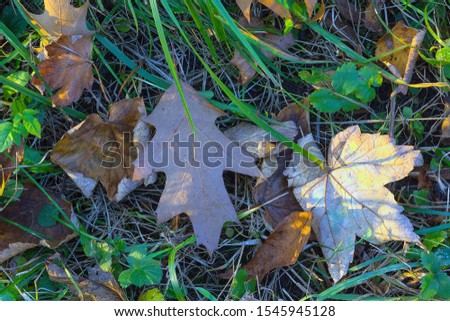 on the green grass, fallen autumn leaves of small size.  the middle of the composition is oak and maple leaf.  the rays of the sun highlight some leaves animating the picture