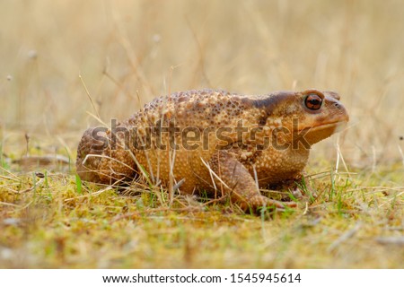 European common toad, background color Animals Wildlife
