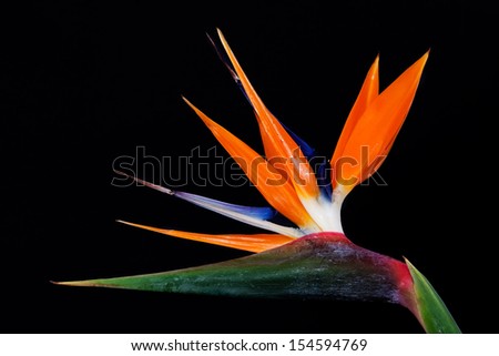 Bird of Paradise Flowers Isolated on a black Background 