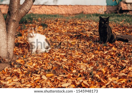 homeless cats are sitting on fallen foliage near a tree against the background of the house