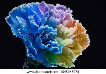 Colorful Rainbow Carnations Close Up