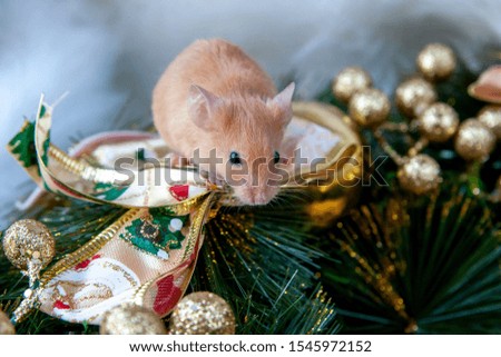 Little mouse on the background of Christmas decorations