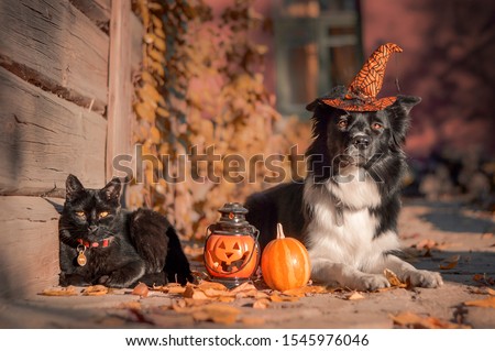 Border collie with a witch hat laying near Halloween decorations in orange leaves with a black cat