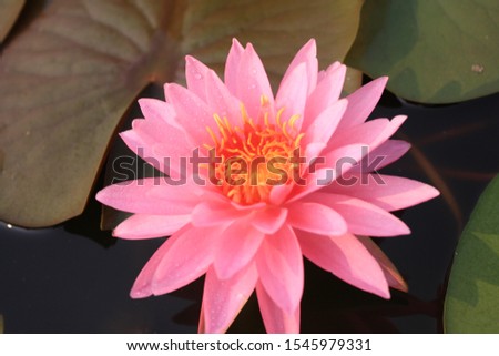Pink lotus or lotus flower in the pool That is beautiful Used in design