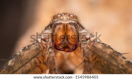 Macro close up Brown spider molt.Soft focus with blurred background.