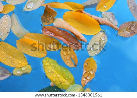 autumn leaves with raindrops float in the water
  background