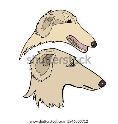 Russian borzoi. Hunting breed dogs. Vector illustration. Vector logo pure-bred