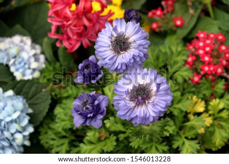 Blooming flower with purple petals