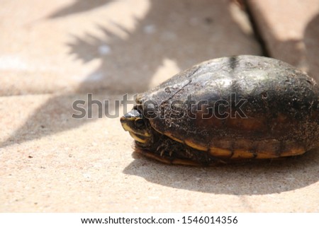 Florida Gopher Turtle crossing patio paver on bright sunny day. 