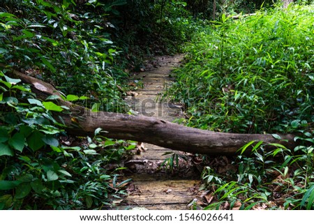 Fallen trees blocking a woodland path after a summer storm. Adverse weather effects on a natural environment in Doi Suthep, Thailand.