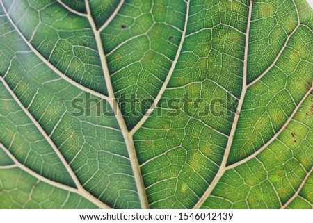 fiddle leaf fig close-up with vibrant green and crisp veins in the centre of the frame and soft bokeh around it, natural texture concept