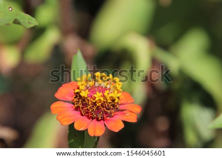 Pink, orange and yellow zinnia flower plant by black metal fence in green garden on bright sunny day. 