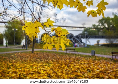 A selective focus shot of autumn leaves in Rostrkino park in Russia