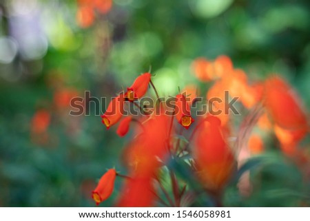 Fresh spring red flowers on colorful bokeh background. 