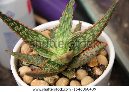 Aloe “Christmas Carol” succulent has beautiful green leaves covered with little red spines.