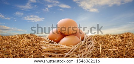 Chicken eggs, separate on the straw With a sky background Suitable for making as advertising background.