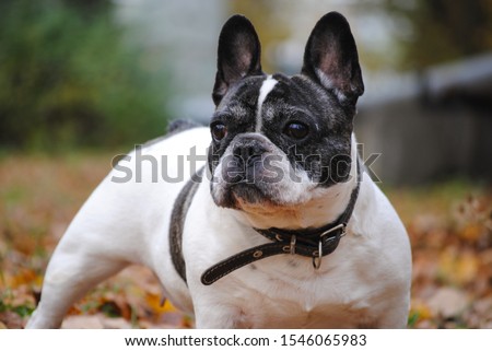 french bulldog in the autumn park 