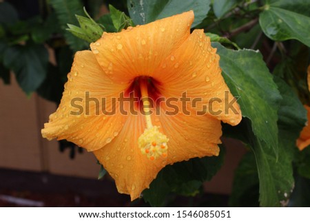 Orange Florida flower after it rains