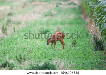 Roe deer in the wild in Germany