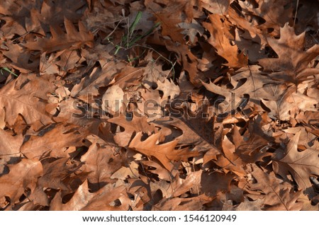 brown autumn leaves as background 