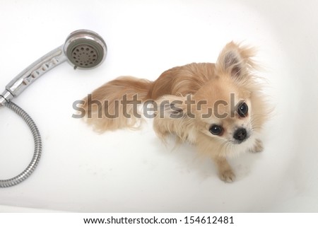 Unhappy chihuahua in a bathtub looking up, shower head in the background