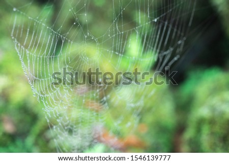 Spider webs covered with the water droplets in the morning time 