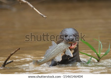 giant river otter feeding on a fish