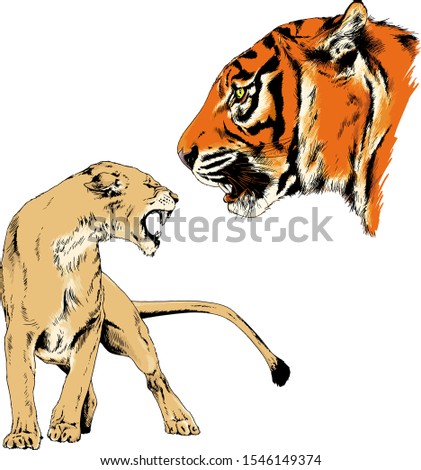 tiger, lions and leopard snarling muzzles drawn in ink by hand, vector without background
