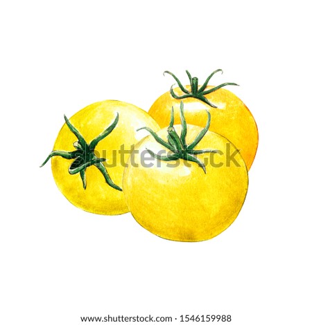 tomato watercolor illustration on white background