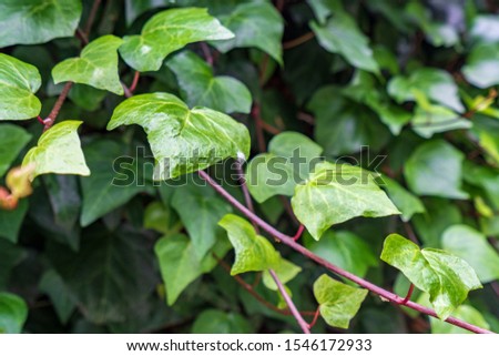 Heart shaped leaves vine, devil's ivy, golden pothos, clipping path included. Romantic tree shape with heart shaped leaves, green leaf heart shape. isolated green leaf on bokeh background