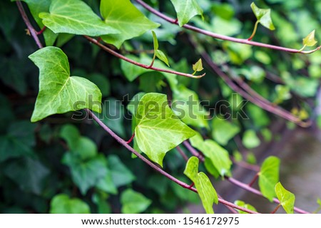 Heart shaped leaves vine, devil's ivy, golden pothos, clipping path included. Romantic tree shape with heart shaped leaves, green leaf heart shape. isolated green leaf on bokeh background
