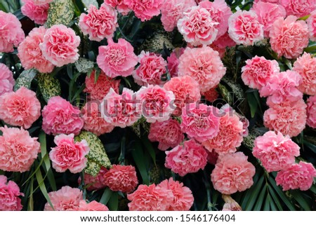 Pink carnation blossoming in sunlight