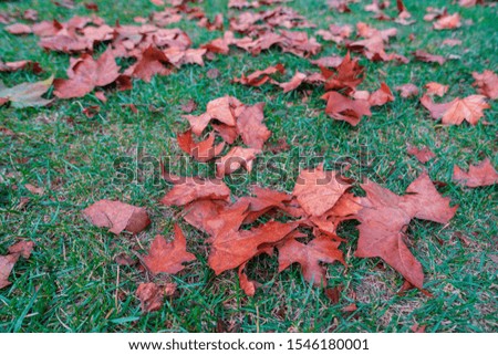 Colorful leaves fallen from a tree in autumn. quiet autumn forest with red dry leaves on a ground. Close up colorful autumn leaves on the bushes, shallow depth of field with green grass