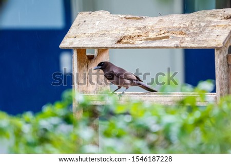 Purplish Jay sitting in a wooden bird house, Pantanal Wetlands, Mato Grosso, Brazil