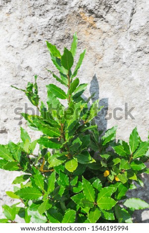 Green Fresh Laurel Bush Leaves against the backdrop of a stone wall