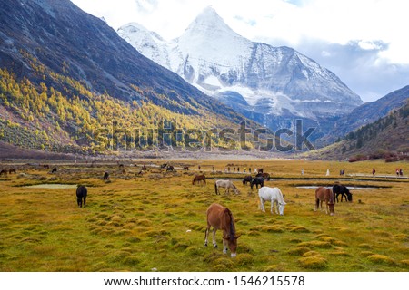 Beautiful Landscapes of Yading Nature Reserve in Autumn, Yading, Sichuan, China Royalty-Free Stock Photo #1546215578