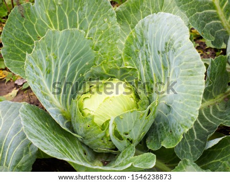 Harvest of white cabbage in the autumn in the garden
