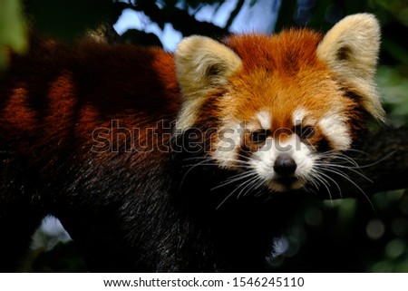 cute wild animal red panda 
