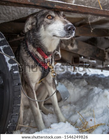 Iditarod, Sled-dog Getting Ready to Race.