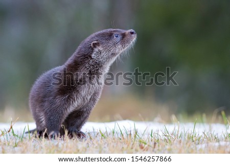 Curious eurasian otter in norway, 