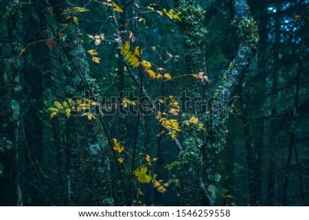 Dark background of autumn leaves in forest.