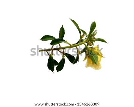 Beautiful flower isolated on white background. Yellow flower for flower frame or other decoration